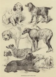 Birmingham Show, Preishunde